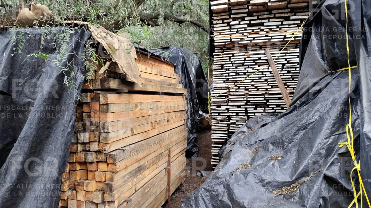 FGR ejecuta orden de cateo y asegura más de 2 mil metros cúbicos de especies forestales